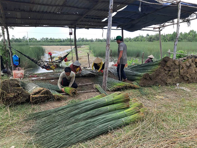 Quy trình sản xuất ống hút cỏ của Anfafoco