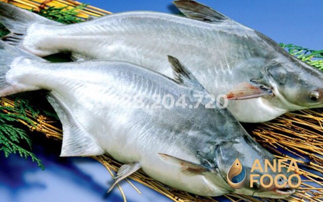 Cá basa - Mang giá trị trọn vẹn từ A đến Z!