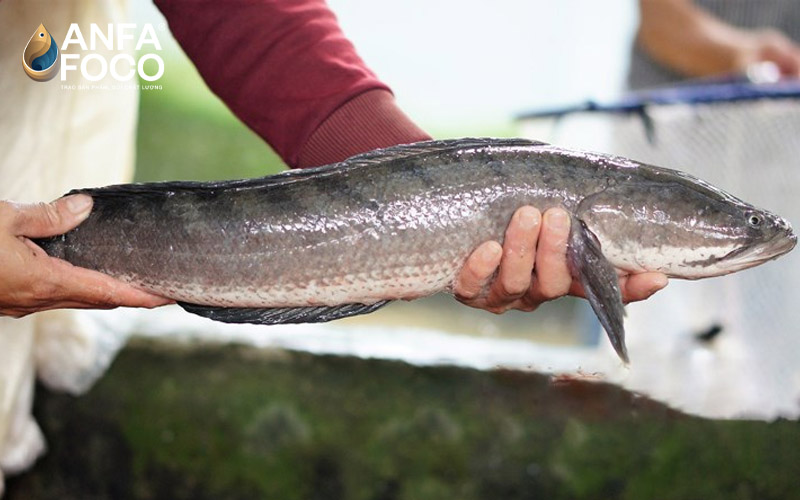 Quy trình sản xuất chà bông cá Anfafoco