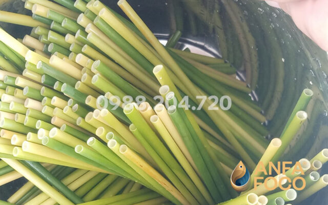 Ống hút cỏ khô, ống hút cỏ tươi có gì khác biệt