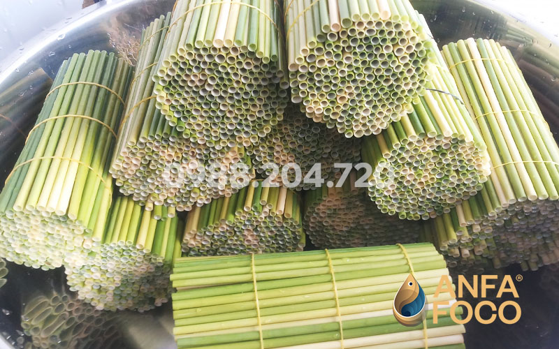 Ống hút cỏ giải pháp thay thế ống hút nhựa